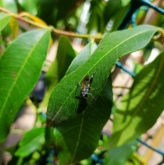Exaireta spinigera (Garden Soldier Fly) at Holt, ACT - 21 Nov 2023 by 8Illbugyou8