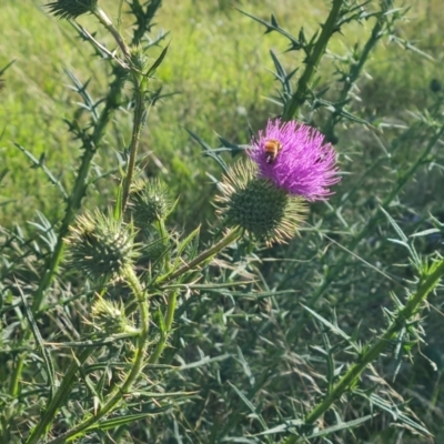 Cirsium vulgare (Spear Thistle) at Symonston, ACT - 18 Jan 2024 by Mike