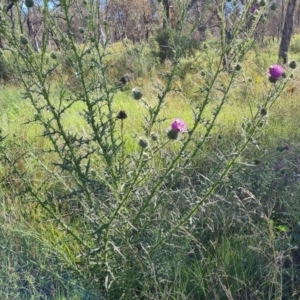 Cirsium vulgare at GG138 - 18 Jan 2024 05:29 PM