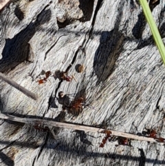 Papyrius sp. (genus) (A Coconut Ant) at Symonston, ACT - 18 Jan 2024 by Mike