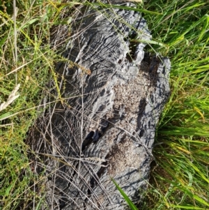 Papyrius sp. (genus) at Callum Brae - suppressed