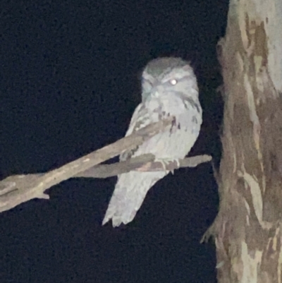 Podargus strigoides (Tawny Frogmouth) at Hughes, ACT - 27 Jul 2022 by ruthkerruish