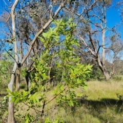 Fraxinus sp. (An Ash) at Callum Brae - 18 Jan 2024 by Mike