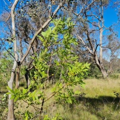 Fraxinus sp. (An Ash) at Callum Brae - 18 Jan 2024 by Mike