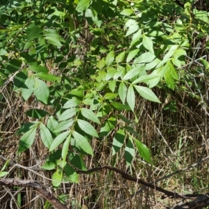 Fraxinus sp. at Callum Brae - 18 Jan 2024