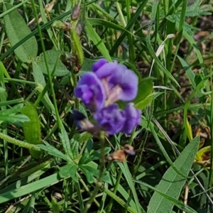 Glycine tabacina at Callum Brae - 18 Jan 2024 04:21 PM