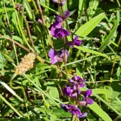 Glycine tabacina at Callum Brae - 18 Jan 2024 04:21 PM