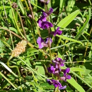 Glycine tabacina at Callum Brae - 18 Jan 2024