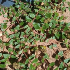 Euphorbia ophthalmica (Caustic Weed, Rock Spurge) at Greenway, ACT - 18 Jan 2024 by michaelb