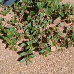 Euphorbia ophthalmica at Greenway, ACT - 18 Jan 2024