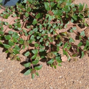 Euphorbia ophthalmica at Greenway, ACT - 18 Jan 2024