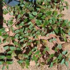 Euphorbia ophthalmica at Greenway, ACT - 18 Jan 2024