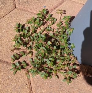 Euphorbia ophthalmica at Greenway, ACT - 18 Jan 2024