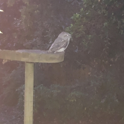 Podargus strigoides (Tawny Frogmouth) at GG105 - 18 Jan 2024 by ruthkerruish