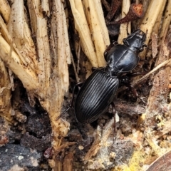 Eurylychnus sp. (genus) (Predaceous ground beetle) at South East Forest National Park - 18 Jan 2024 by trevorpreston