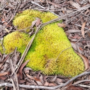 Campylopus at South East Forest National Park - 18 Jan 2024