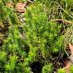 Acrotriche serrulata (Ground-berry) at Glen Allen, NSW - 18 Jan 2024 by trevorpreston