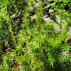 Acrotriche serrulata at South East Forest National Park - 18 Jan 2024