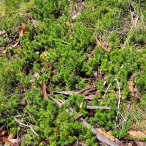 Acrotriche serrulata at South East Forest National Park - 18 Jan 2024