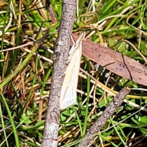 Hednota species near grammellus at South East Forest National Park - 18 Jan 2024