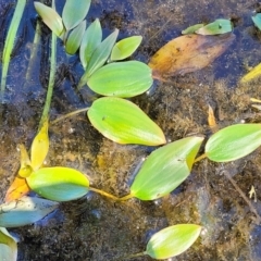 Potamogeton sp. (Pondweed) at Glen Allen, NSW - 18 Jan 2024 by trevorpreston