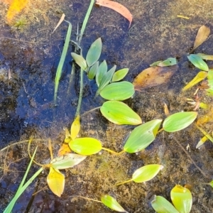 Potamogeton sp. at South East Forest National Park - 18 Jan 2024