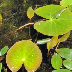 Nymphoides sp. (A Marshwort) at South East Forest National Park - 18 Jan 2024 by trevorpreston