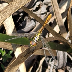 Nannophya dalei at South East Forest National Park - 18 Jan 2024