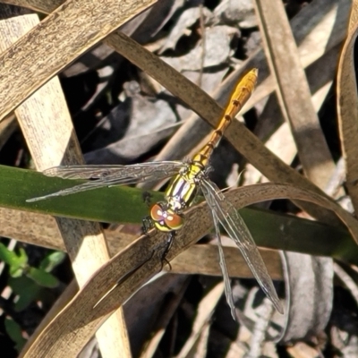 Nannophya dalei (Eastern Pygmyfly) at South East Forest National Park - 18 Jan 2024 by trevorpreston