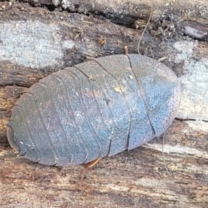 Laxta sp. (genus) at South East Forest National Park - 18 Jan 2024