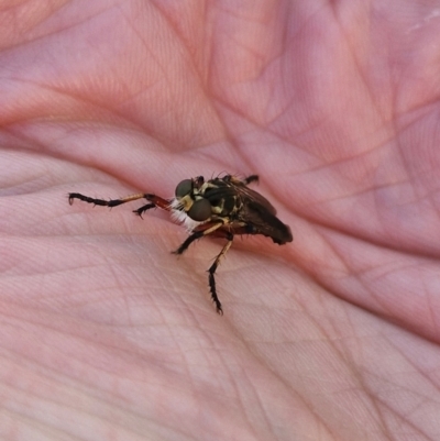 Thereutria amaraca (Spine-legged Robber Fly) at Holt, ACT - 18 Jan 2024 by THATJAYKIDRICK