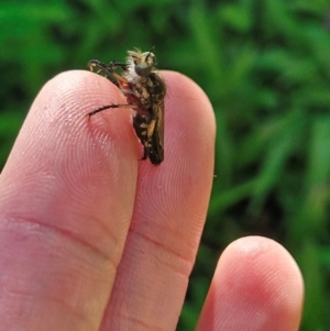 Thereutria amaraca at Holt, ACT - 18 Jan 2024