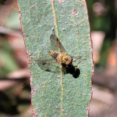 Chrysopilus sp. (genus) (A snipe fly) at South East Forest National Park - 18 Jan 2024 by trevorpreston