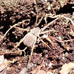 Unverified Spider (Araneae) at South East Forest National Park - 18 Jan 2024 by trevorpreston