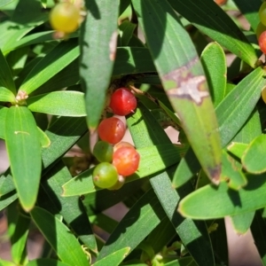 Leucopogon affinis at South East Forest National Park - 18 Jan 2024