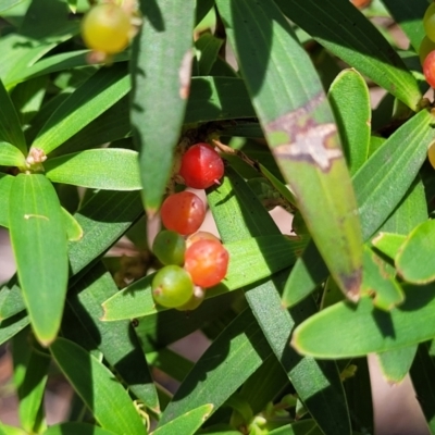 Leucopogon affinis (Lance Beard-heath) at South East Forest National Park - 18 Jan 2024 by trevorpreston