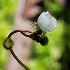 Drosera peltata (Shield Sundew) at Nunnock Swamp - 18 Jan 2024 by trevorpreston