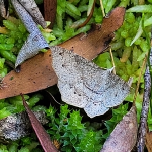 Rhinodia rostraria at South East Forest National Park - 18 Jan 2024 02:16 PM