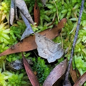 Rhinodia rostraria at South East Forest National Park - 18 Jan 2024 02:16 PM