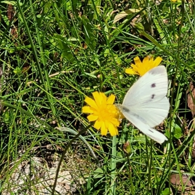 Pieris rapae (Cabbage White) at South East Forest National Park - 18 Jan 2024 by trevorpreston