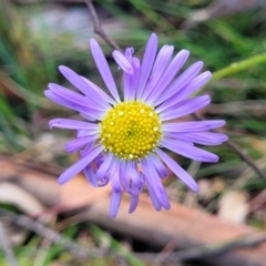 Brachyscome spathulata (Coarse Daisy, Spoon-leaved Daisy) at Nunnock Swamp - 18 Jan 2024 by trevorpreston