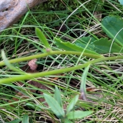 Brachyscome spathulata at South East Forest National Park - 18 Jan 2024 02:09 PM