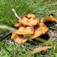 Armillaria sp. (A honey fungus) at South East Forest National Park - 18 Jan 2024 by trevorpreston