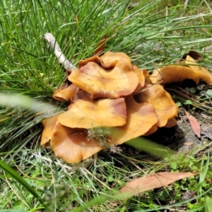 Armillaria sp. at South East Forest National Park - 18 Jan 2024 01:59 PM