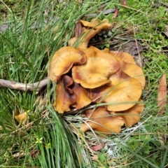 Armillaria sp. at South East Forest National Park - 18 Jan 2024 01:59 PM