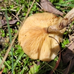 Armillaria sp. at South East Forest National Park - 18 Jan 2024 01:59 PM