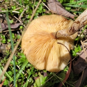 Armillaria sp. at South East Forest National Park - 18 Jan 2024 01:59 PM