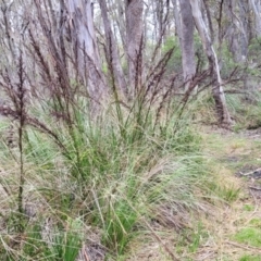 Gahnia sieberiana (Red-fruit Saw-sedge) at South East Forest National Park - 18 Jan 2024 by trevorpreston