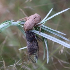 Psaltoda moerens (Redeye cicada) at Hughes Grassy Woodland - 23 Nov 2020 by LisaH