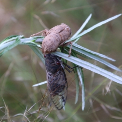 Psaltoda moerens (Redeye cicada) at Hughes Grassy Woodland - 23 Nov 2020 by LisaH